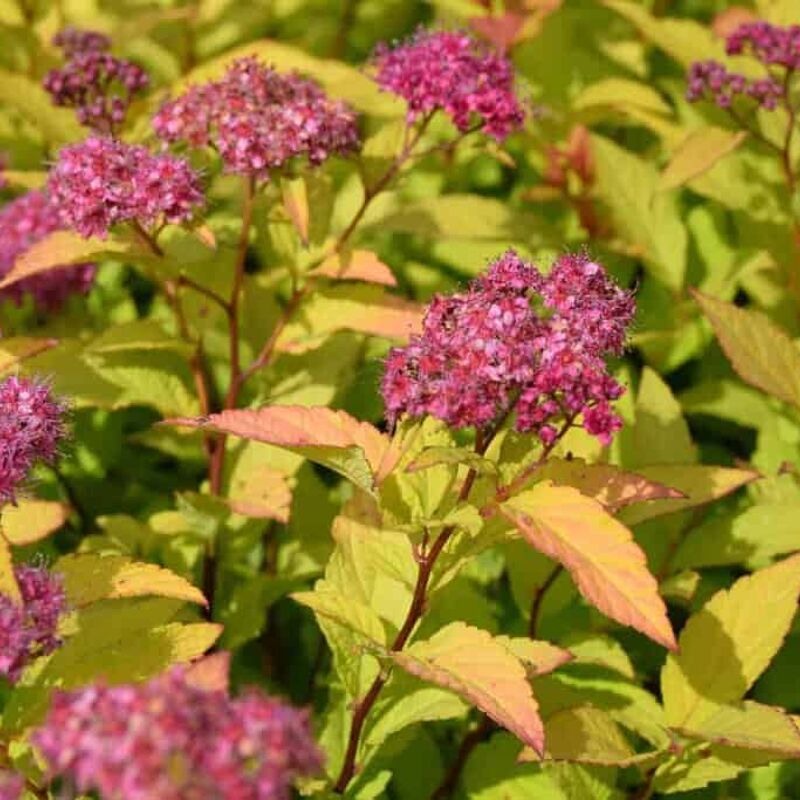 Spiraea japonica 'Goldflame' 40-60 cm